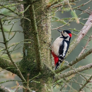 Redwell  18 1 2016   D3s (37 Of 127).jpg